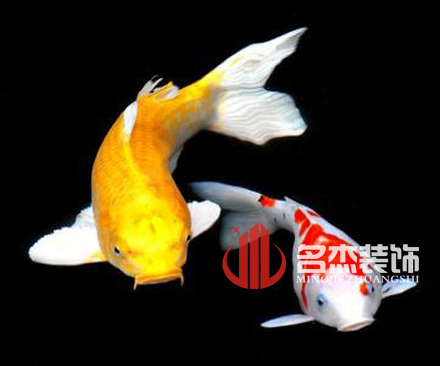 辦公室裝修風(fēng)水之養(yǎng)殖金魚(yú).jpg